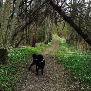 2016-04-25 12.17.04-1